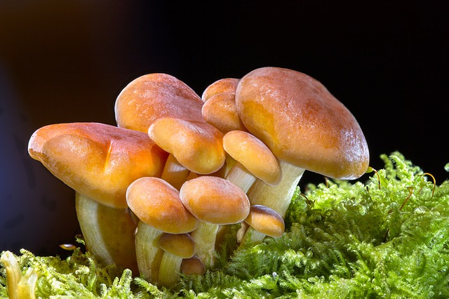krásné houby